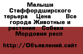 Малыши Стаффордширского терьера  › Цена ­ 1 - Все города Животные и растения » Собаки   . Мордовия респ.